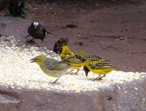 Thick Billed Weaver, Village Weaver Birds, and a Spectacled Weaver.